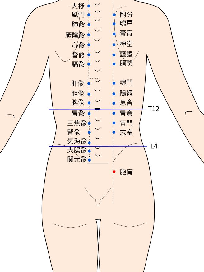 胞肓（ほうこう）穴の経穴イラスト