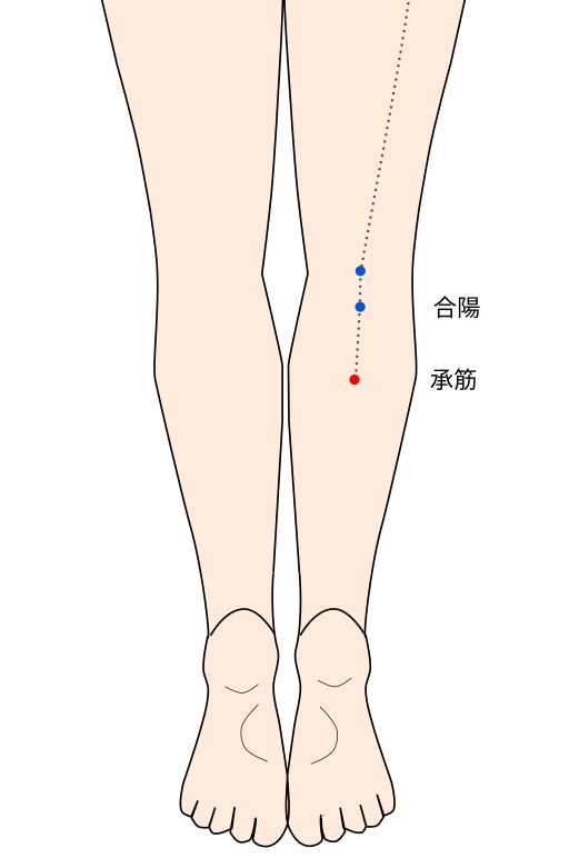 承筋(しょうきん)穴の経穴イラスト