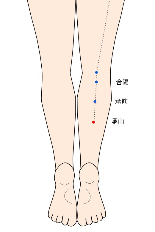承山(しょうざん)穴の経穴イラスト