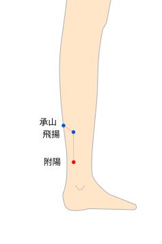 跗陽（ふよう）穴の経穴イラスト