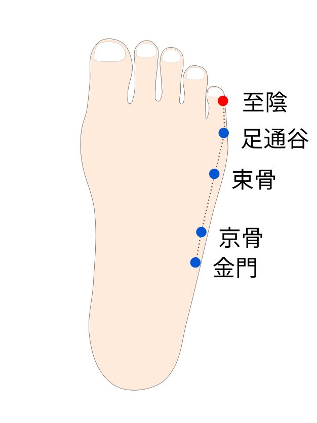 至陰(しいん)穴の経穴イラスト