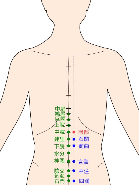 足少陰腎経の陰都（いんと）経穴（ツボ）イラスト