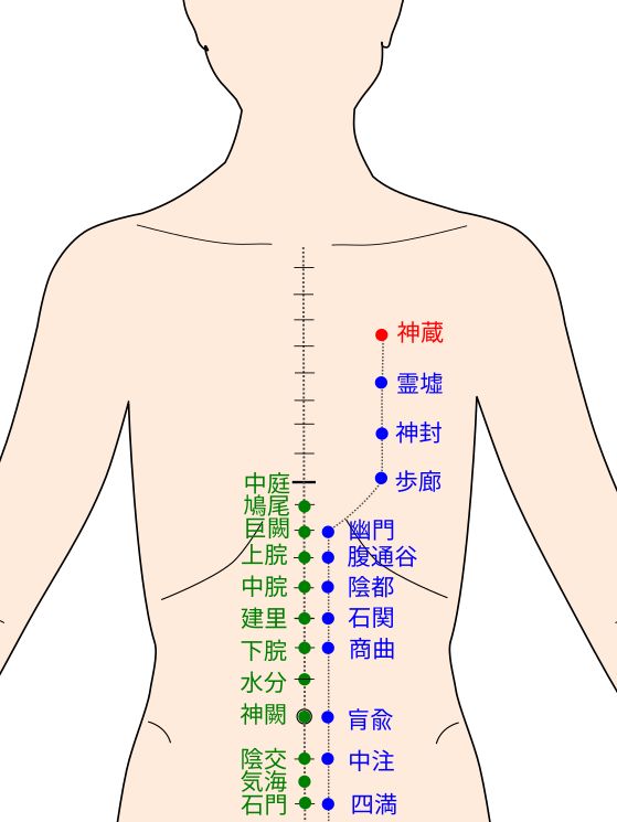 足少陰腎経の神蔵（しんぞう）経穴（ツボ）イラスト