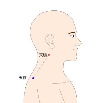天牖（てんゆう）の経穴（ツボ）イラスト