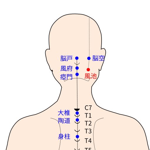 風池（ふうち）経穴イラスト