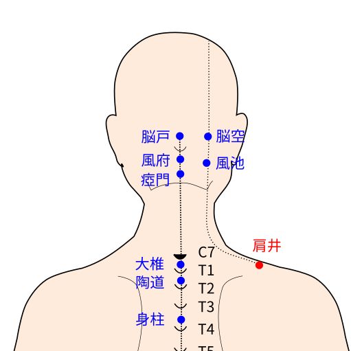 肩井（けんせい）経穴イラスト