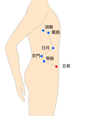 五枢（ごすう）経穴イラスト