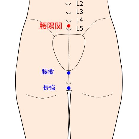 腰陽関穴