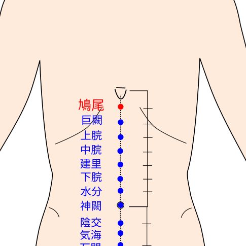 鳩尾（きゅうび）の経穴（ツボ）イラスト