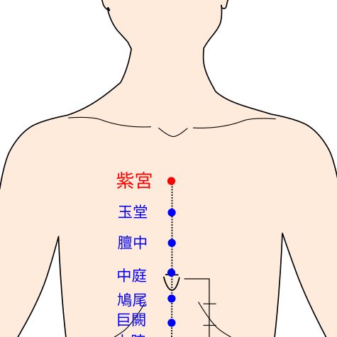 紫宮（しきゅう）の経穴（ツボ）イラスト