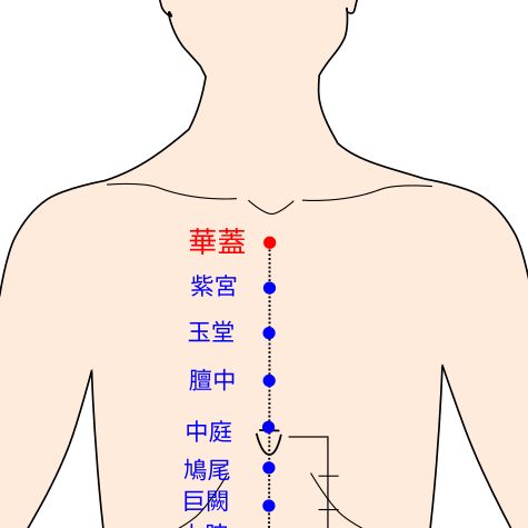 華蓋（かがい）の経穴（ツボ）イラスト