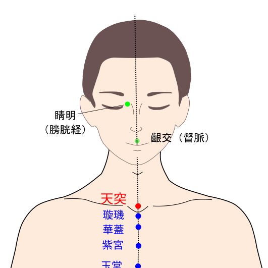 天突（てんとつ）の経穴（ツボ）イラスト