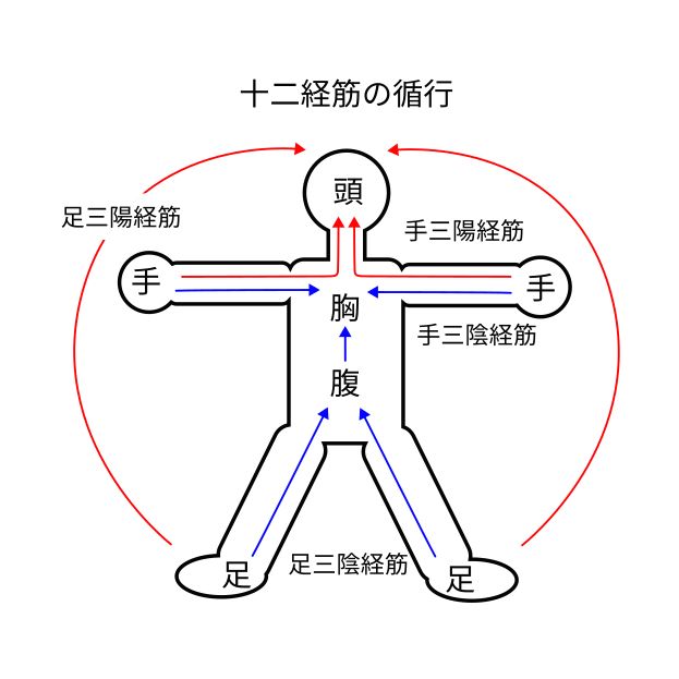 十二経筋の循行
