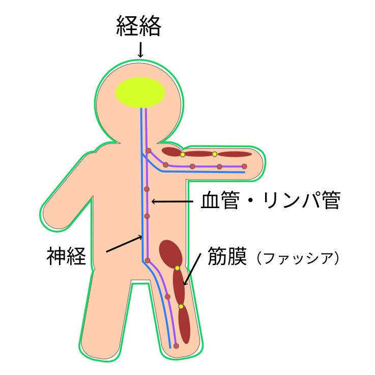 経絡と生命維持ネットワーク