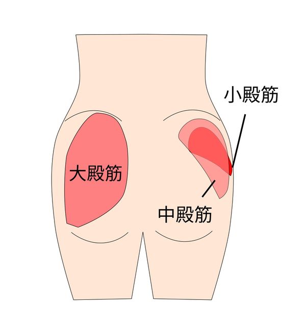 殿筋の解剖イラスト