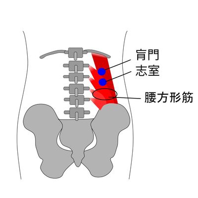 肓門穴・志室穴イラスト