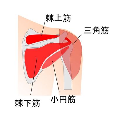 肩の後の筋肉のイラスト