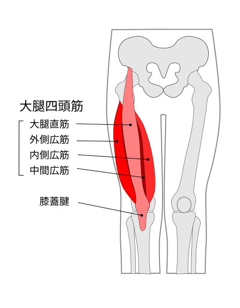 大腿四頭筋イラスト