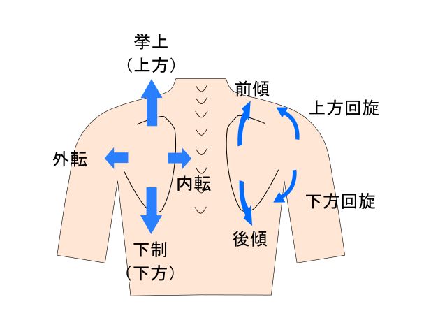 肩甲骨の動き