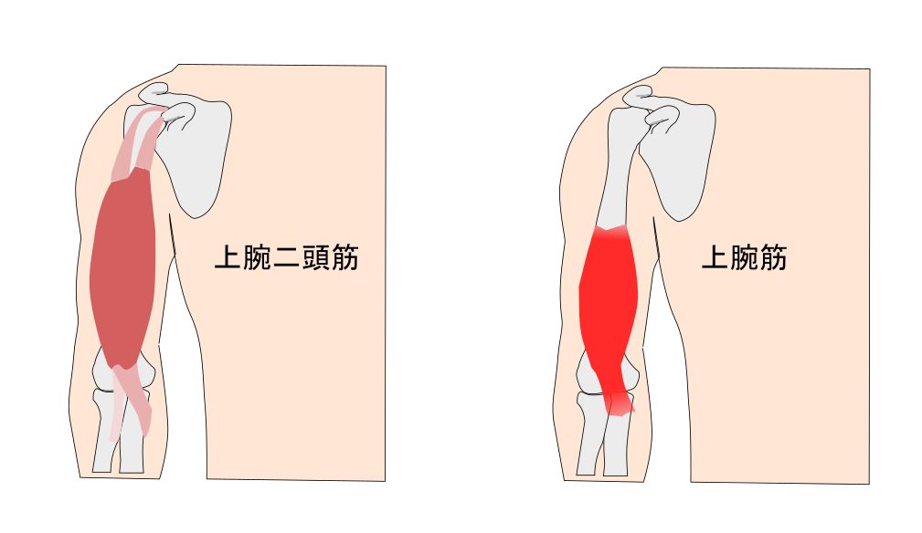 上腕筋・上腕二頭筋の解剖