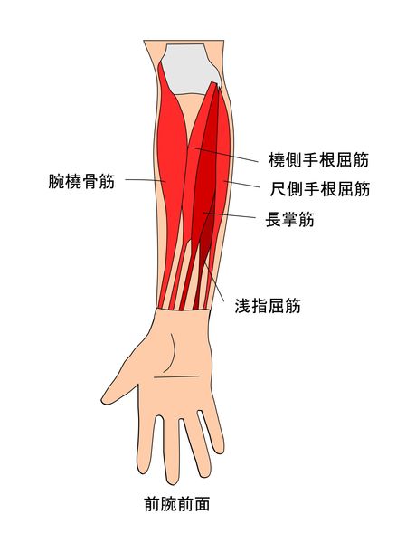 手首の屈曲筋図