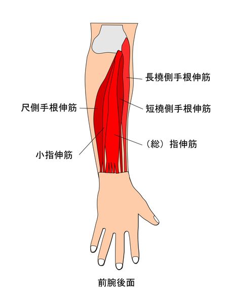 手首の屈曲筋図