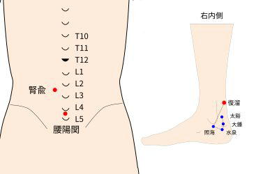 腎兪、腰陽関、復留穴（ツボ）イラスト