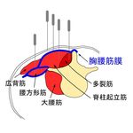 腰痛と鍼治療